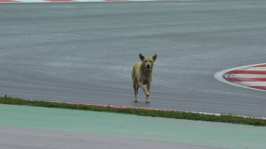 2020 Turkish Grand Prix: Dog on track aims to take pole pawsition
