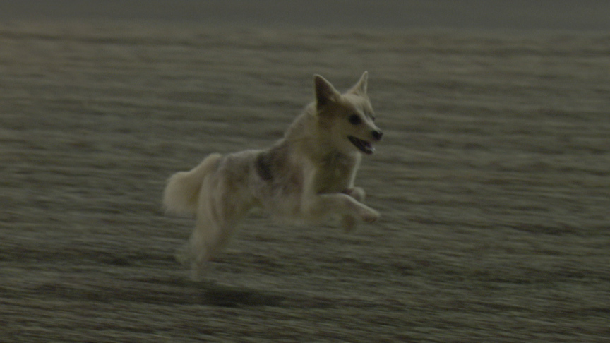 Bark-rain Grand Prix: Dog on track causes red flag in F1 practice