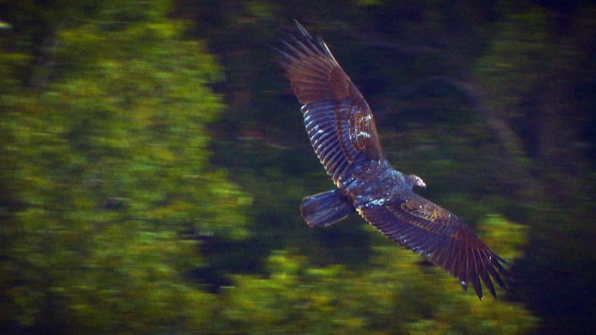 NEXT STOP USA: Saddle Up